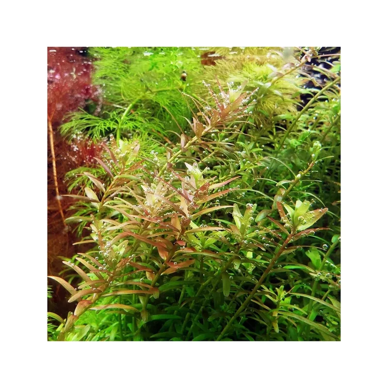 ibspot-3207817