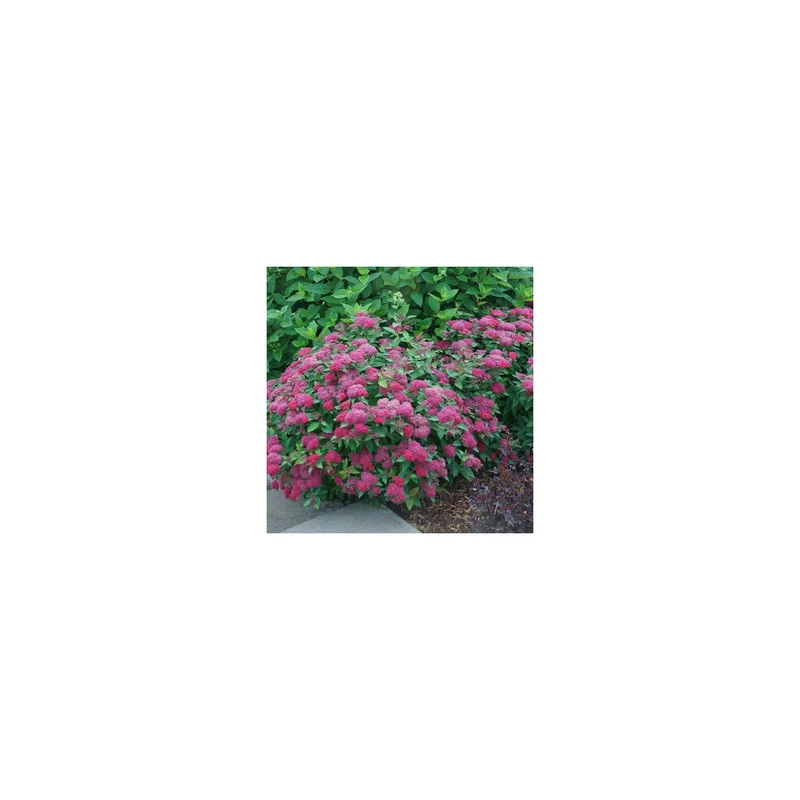 ibspot-46813633