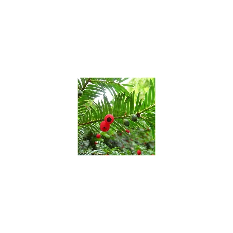ibspot-54889283