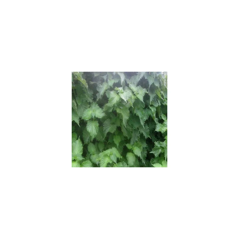 ibspot-55639857